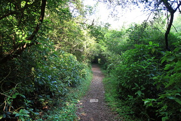 View of a narrow path winding through a vibrant green forest, the sunlight filtering through the canopy creating a tunnel effect, Islamabad, Islamabad Capital Territory, Pakistan.