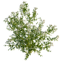 Obraz premium Aster albescens tree, front view, cutout, 4k png transparent, isolate on white background, Blooming tree branch with white flowers, floral design element