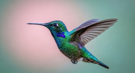 Fototapeta premium Emerald Green Hummingbird in Flight with Iridescent Plumage Detail