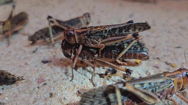 Close up of grasshoppers moving around the ground and mating on a cloudy day
