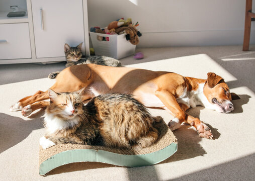 Dog and cats sleeping in living room window light. Three pets sunbathing or dozing together. 2 cats and one dog. Multi pet household and coexisting pets. Harrier mix and tabby cat. Selective focus.