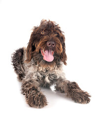 Wirehaired Pointing Griffon