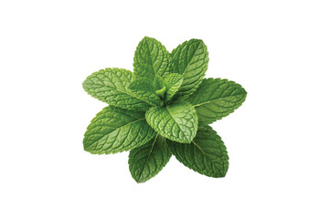 Fresh green mint leaves top view isolated on white background, vibrant aromatic herb with natural texture, ideal for culinary, herbal tea, and healthy lifestyle concepts