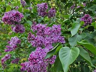 Purple flowers on a tree. The tree is green in lilac park