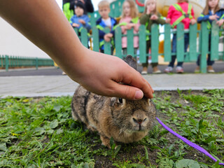 Person is petting a rabbit. The rabbit is on a leash. There are several children watching the person pet the rabbit near fence