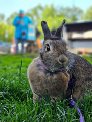 Rabbit is standing in a grassy field. The rabbit is wearing a purple leash and delivery man with blue bike