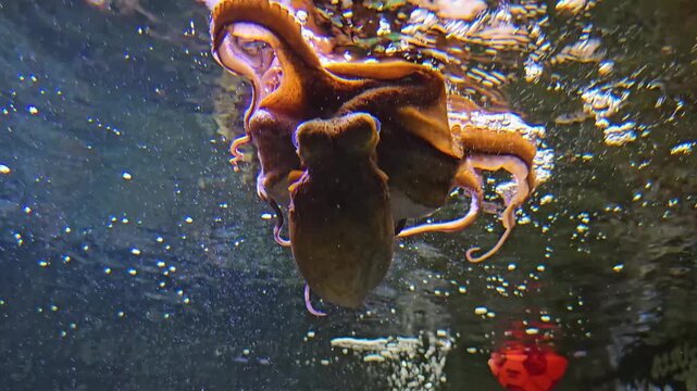 Close up of octopus playing around with a ball on the water surface on a sunny day with view from underater