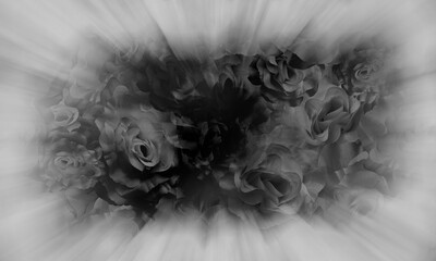 Black and white roses on the beam laser on white background, baner, card, poster, template, nature, copy space