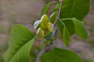 Obraz premium Сucumber-tree (yellow Magnolia acuminata) blooming flower. Closeup, top view blooming branch .Gardening, planting cucumber magnolia tree concept. Free copy space.