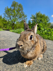 Rabbit is standing on a road with a leash. The leash is purple. The rabbit is looking at the camera