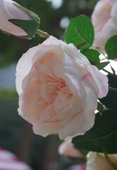 closeup pink and cream and white blooming roses and pink buds in the rose garden on nature background, love, valentine, decor, copy space
