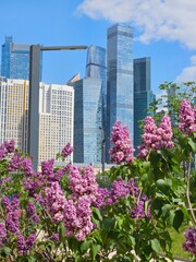 Beautiful cityscape with tall buildings and a large field of purple flowers. The flowers are in full bloom, creating a stunning contrast against the urban backdrop