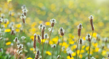 Plantago Seed Heads in a Sunlit Field
