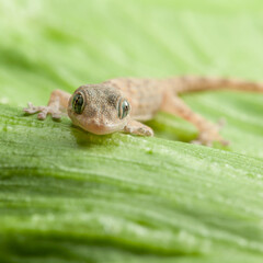Gecko's Gaze on a Green Leaf