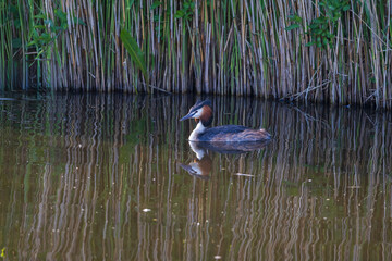 Close-up of a Great Crested Grebe swimming near reeds on the calm water of Volendam. The reeds and bird reflect in the green surface.