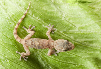 Gecko Resting on a Textured Green Leaf
