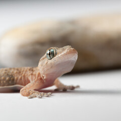 Curious Gecko