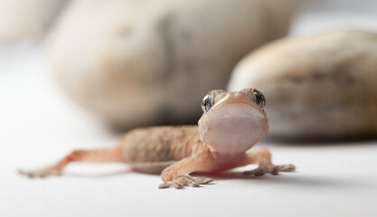 Young Gecko with Big Eyes