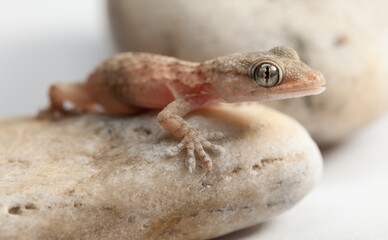 Gecko Resting on Smooth Stones