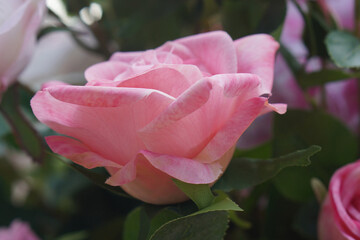 side view beautiful big pink flower in the garden background, nature, love, valentine, decor, fashion, copy space