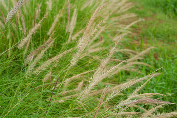 Soft grass foreground with distant wind farm turbines, renewable electricity generation, clean energy technology, sustainable power production, outdoor landscape, green innovation, nature care