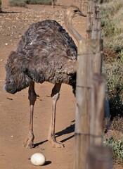 The next generation.