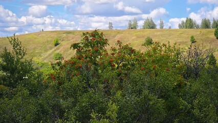 Hills with meadows and forests.