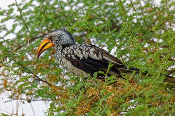 Südlicher Gelbschnabeltoko
