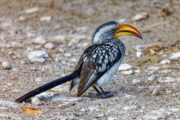 Südlicher Gelbschnabeltoko