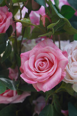 top view pink and red blooming roses and rose flowers background, love, valentine, decor, object, decoration, copy space