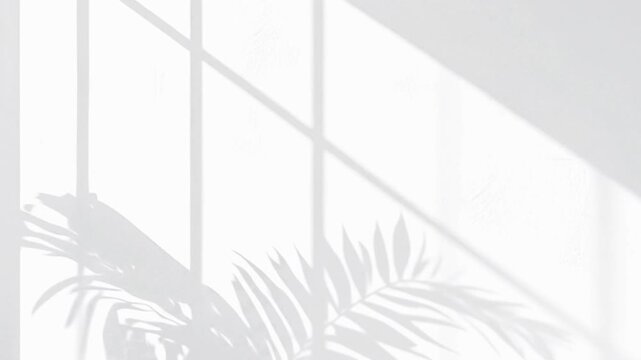 Closeup branch tree leaves silhouette shadow motion on wall, abstract background Palm tree shadow behind wall textures, video background for Product or logo video showcase