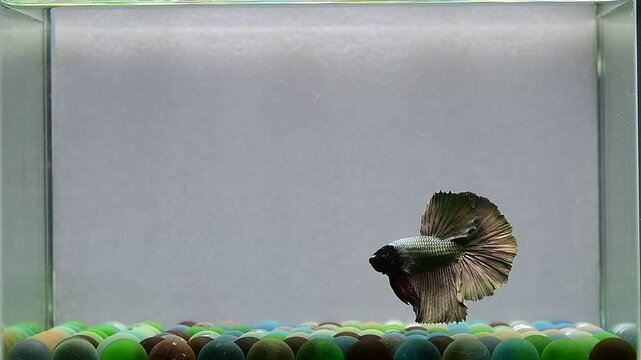 Betta fish fancy orange vanda halfmoon long tails from Thailand, Siamese fighting fish on isolated Grey background.