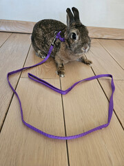 Rabbit is on a leash. The leash is purple. The rabbit is on a wooden floor