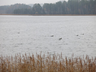 foggy autumn lake in a National Park in the Smolensk Region, Russia