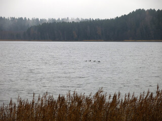 foggy autumn lake in a National Park in the Smolensk Region, Russia
