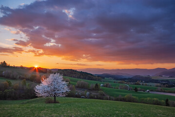 View of a serene landscape where the setting sun paints the sky with fire over the rolling hills and a lone tree in full bloom, Povraznik, Banska Bystrica Region, Slovakia.