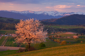 View of a blossoming tree bathed in the warm glow of sunset against a backdrop of snow-capped mountains, Povraznik, Banska Bystrica Region, Slovakia.