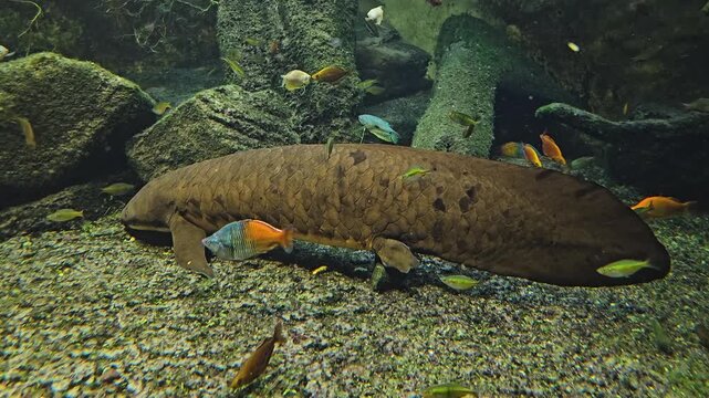 close up of a Queensland lungfish resting on the sea ground with full body view underwater.