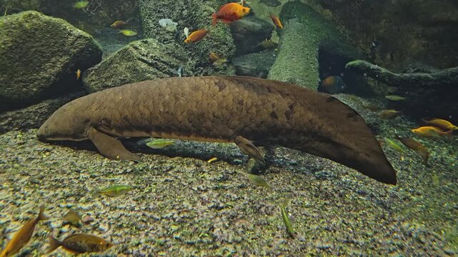 close up of a Queensland lungfish resting on the sea ground with full body view underwater.