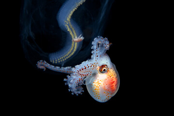 Male Arganauta Hians, Paper nautilus