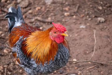 Rooster standing on dirt ground, showing colorful feathers, red comb, and wattle, looking left, farm animal