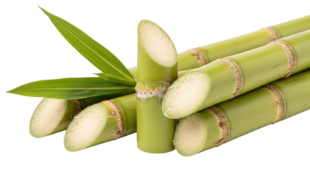 Sugarcane stalks with leaves transparent background cutout png