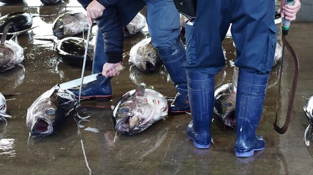 観光名所和歌山県の勝浦漁港のマグロ卸し市場のたくさんの新鮮なマグロと作業員たちの仕事風景