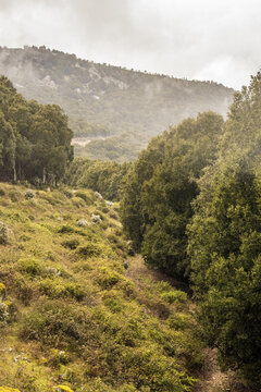 View of a lush valley floor between dense tree lines, leading to misty mountains in the distance, Parco dei Sette Fratelli, Sardinia, Italy.