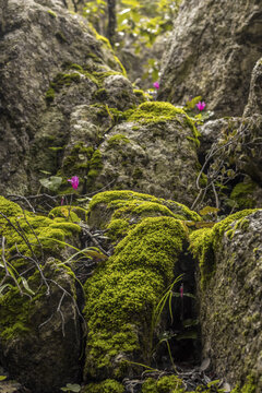 View of vibrant green moss clings to rough, grey boulders, punctuated by delicate pink flowers under the partial cover of trees, Parco dei Sette Fratelli, Sardinia, Italy.