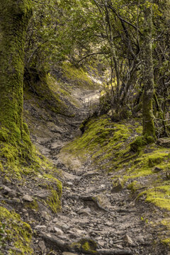 View of a path winding through a vibrant green forest, light filtering through the canopy illuminating the textured ground, Parco dei Sette Fratelli, Sardinia, Italy.