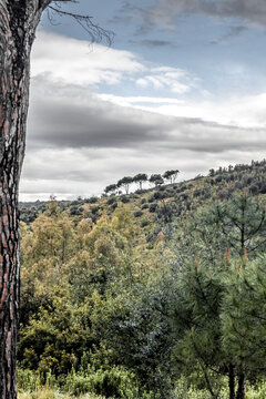 View of a dense, green forest climbs toward a distant line of trees under a sky streaked with white and grey clouds, Parco dei Sette Fratelli, Sardinia, Italy.
