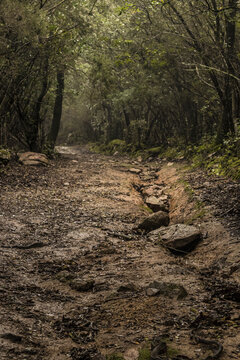 View of a muddy path winds through a dense forest, with sunlight filtering through the canopy, creating a scene of natural beauty, Parco dei Sette Fratelli, Sardinia, Italy.