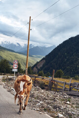 Fototapeta premium Cow walking along a rural road in a mountain valley, wooden fence and power lines, dramatic cloudy sky, picturesque farm scene, tranquil countryside atmosphere.