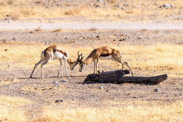 Telephoto shot of two Impalas - Aepyceros melampus- engaging in a head-to-head fight.